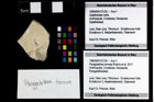 Foto (Objekt + Etikett) von Paragalathea ternata (Robins et al., 2017)  (NHMW-GEO-1990-0041-3130)